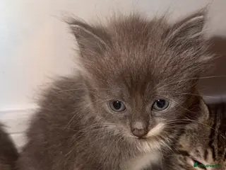 Mixed Breed cats Kittens (ready to go) - Advert 3