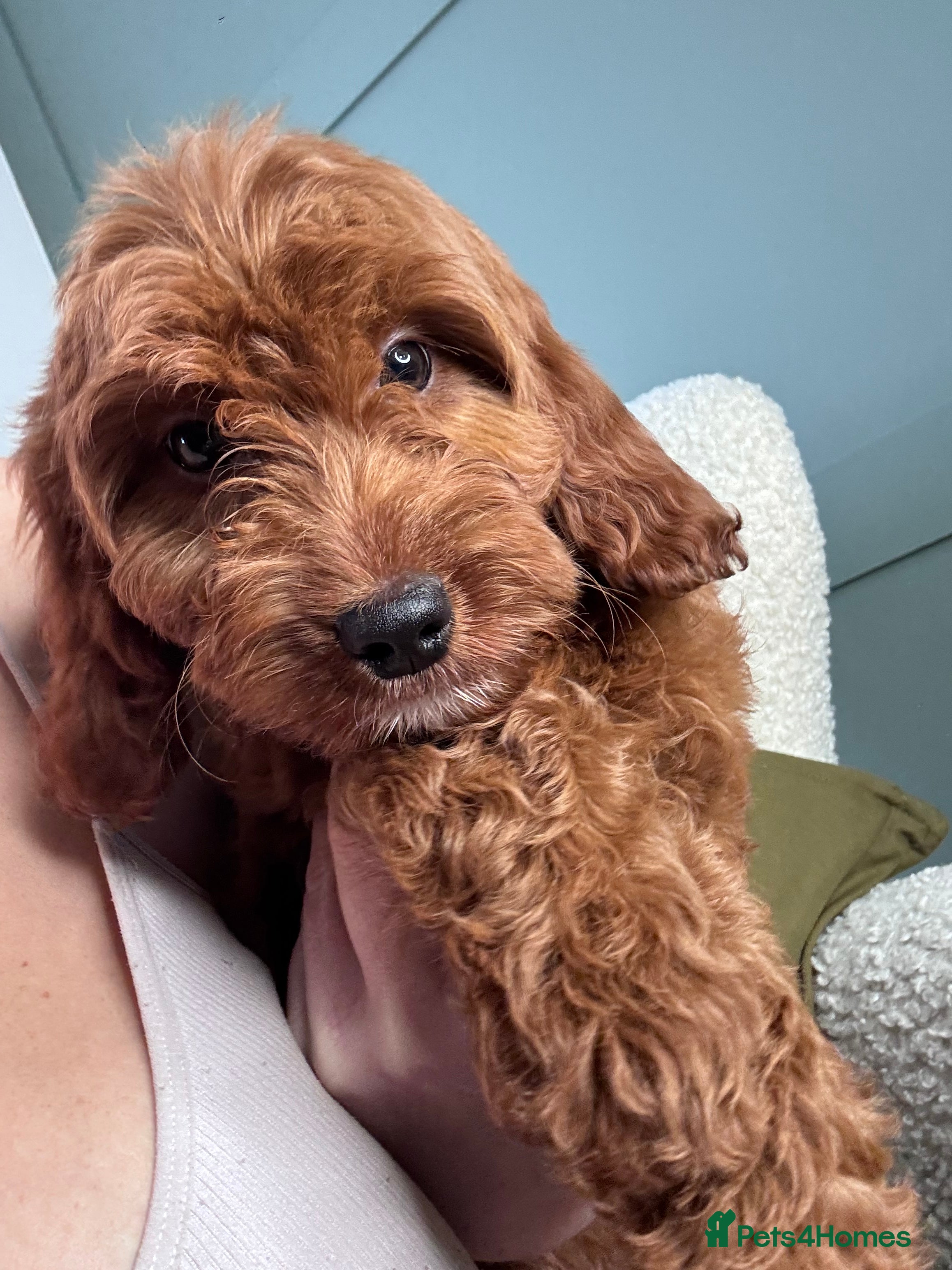 Irish Doodle dogs Mini Irish Doodle x Australian Labradoodle  - Advert 5