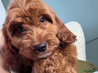 Irish Doodle dogs Mini Irish Doodle x Australian Labradoodle - Advert 5