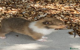 Rough Collie dogs for sale: ROUGH COLLIE  SABLE AND WHITE MALE PUPPIES - Image 2