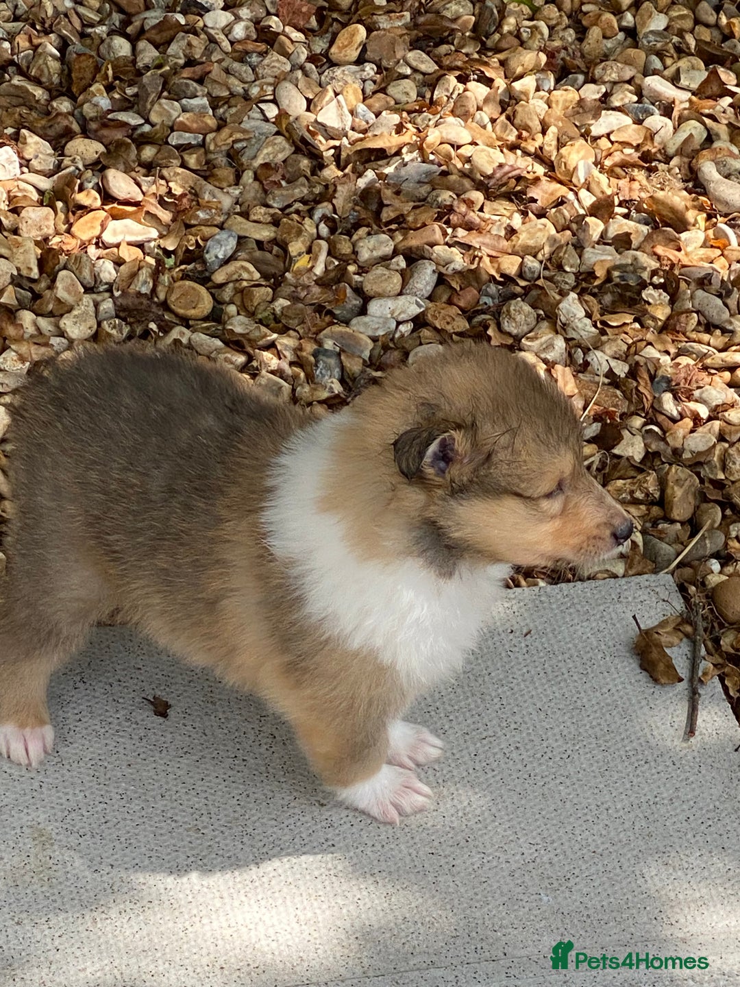 Rough Collie dogs for sale: ROUGH COLLIE  SABLE AND WHITE MALE PUPPIES - Image 2