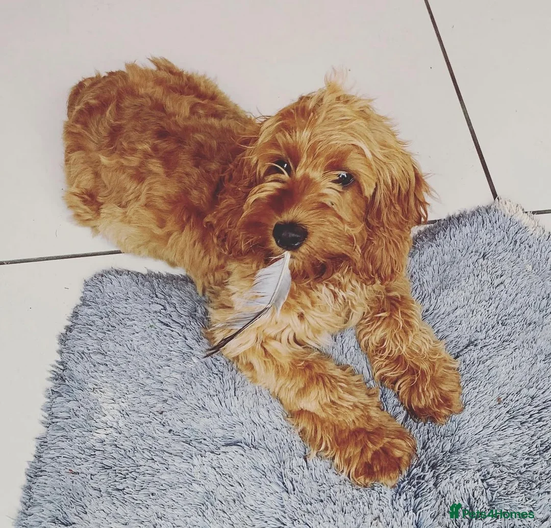 Cockapoo dogs for sale: Beautiful F1B cockapoo puppies in Selby - Advert 2