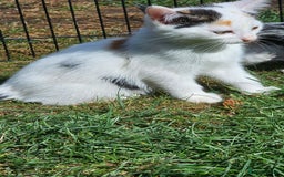 Mixed Breed cats for sale:  🐾 Adorable Kittens Ready for Loving Homes 🐾 - Image 11