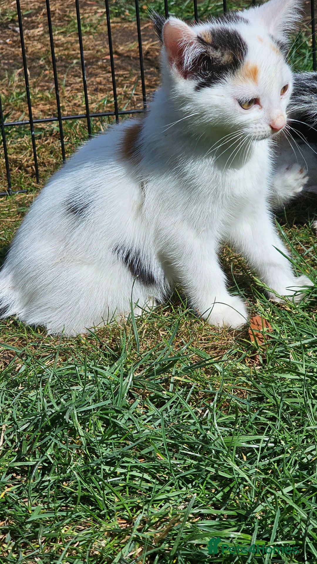 Mixed Breed cats for sale:  🐾 Adorable Kittens Ready for Loving Homes 🐾 - Image 11