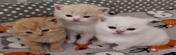 British Shorthair cats for sale: British shorthair kittens - Advert 10