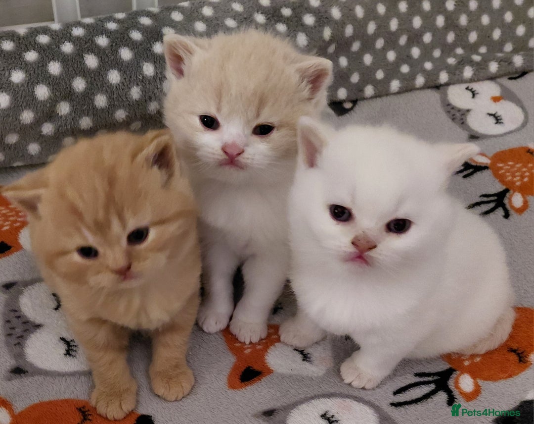 British Shorthair cats for sale: British shorthair kittens - Advert 10