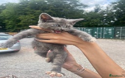 Ragdoll cats for sale: Randall x kittens - Image 9