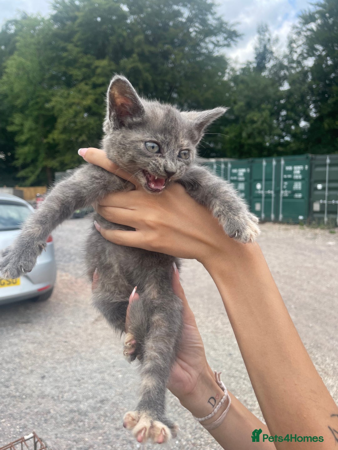 Ragdoll cats for sale: Randall x kittens - Image 9