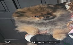 Pomeranian dogs for sale: Teddy bear faced pom  - Image 2