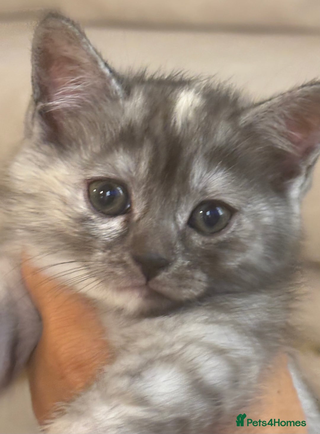 Persian cats for sale: Persian Cross Kittens - GCCF Registered parents - Image 4