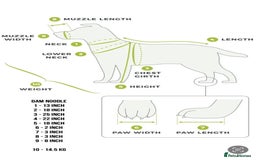 Mixed Breed dogs for sale: 👑 Superb Rare Health Tested Cockadoodledoo Pups - Image 15