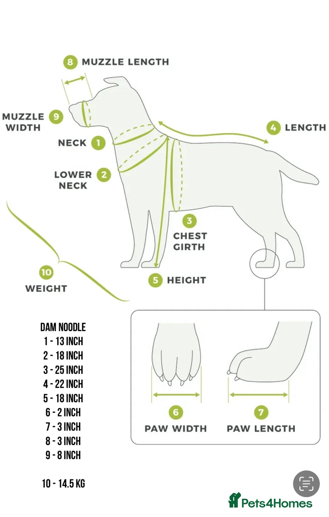 Mixed Breed dogs for sale: 👑 Superb Rare Health Tested Cockadoodledoo Pups - Image 15