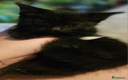 Bombay cats for sale: Kittens ready for new homes  - Image 8