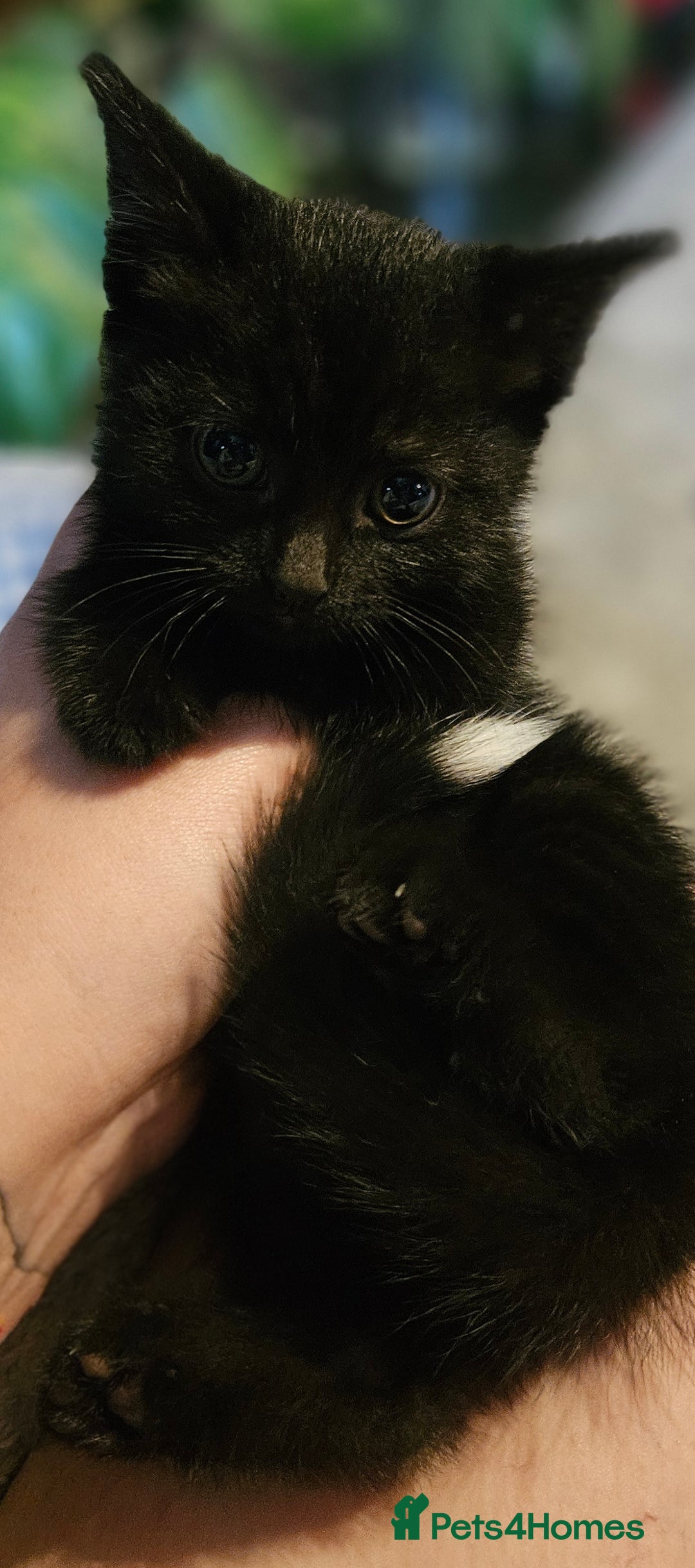 Bombay cats for sale: Kittens ready for new homes  - Image 8