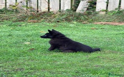 German Shepherd dogs for sale: Black GSD puppies available  - Image 2