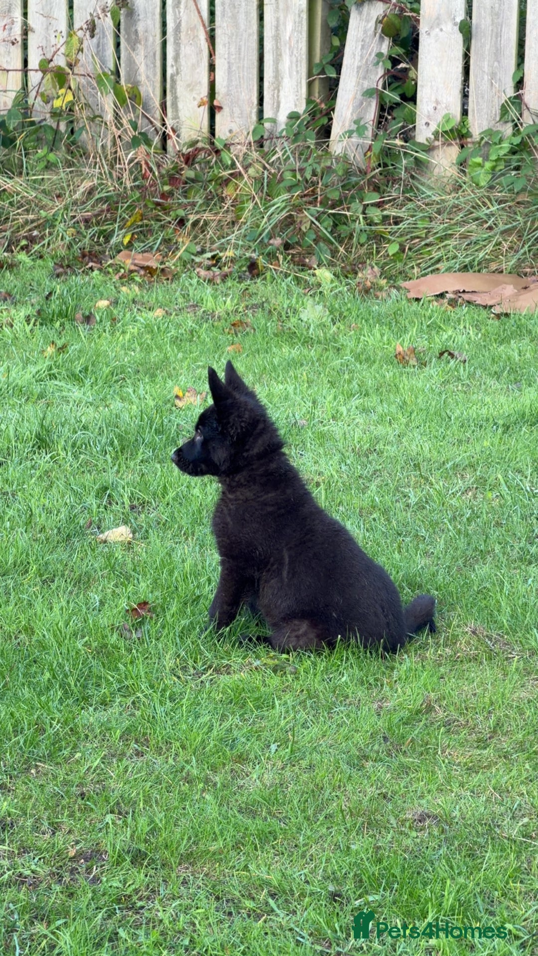 German Shepherd dogs for sale: Black GSD puppies available  - Image 2