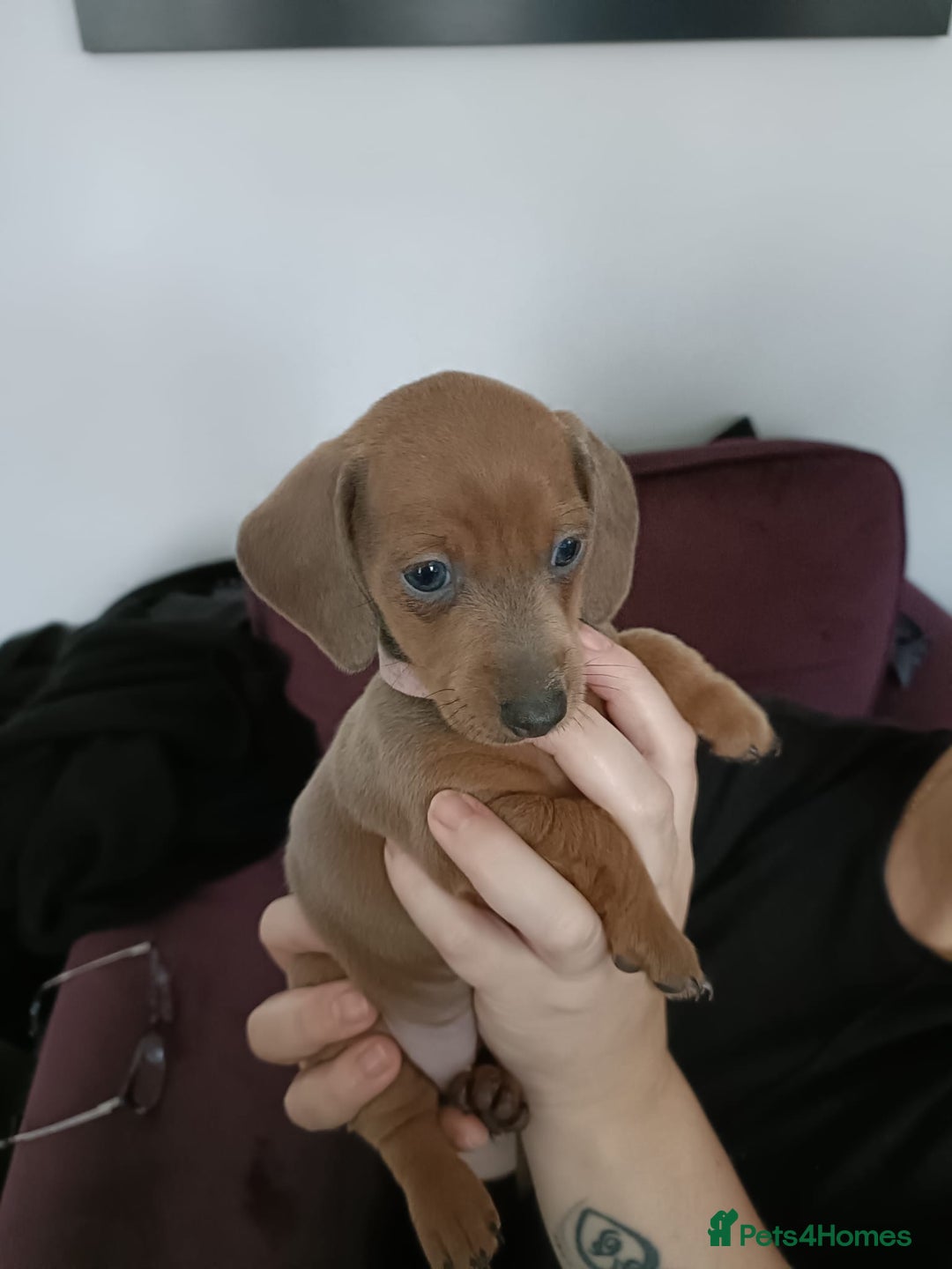 Miniature Dachshund dogs for sale: Beautiful miniature dachshund puppies - Advert 4