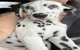 Dalmatian dogs for sale: 💙 beautiful KC registered litter of Dalmations 🩷 in Normanton - Image 2