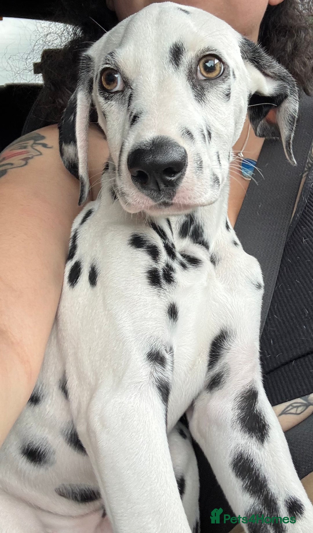 Dalmatian dogs for sale: 💙 beautiful KC registered litter of Dalmations 🩷 in Normanton - Image 2