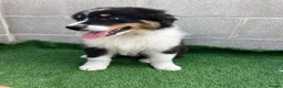 Australian Shepherd dogs for sale: Kc registered male Australian Shepherd Puppy - Advert 2