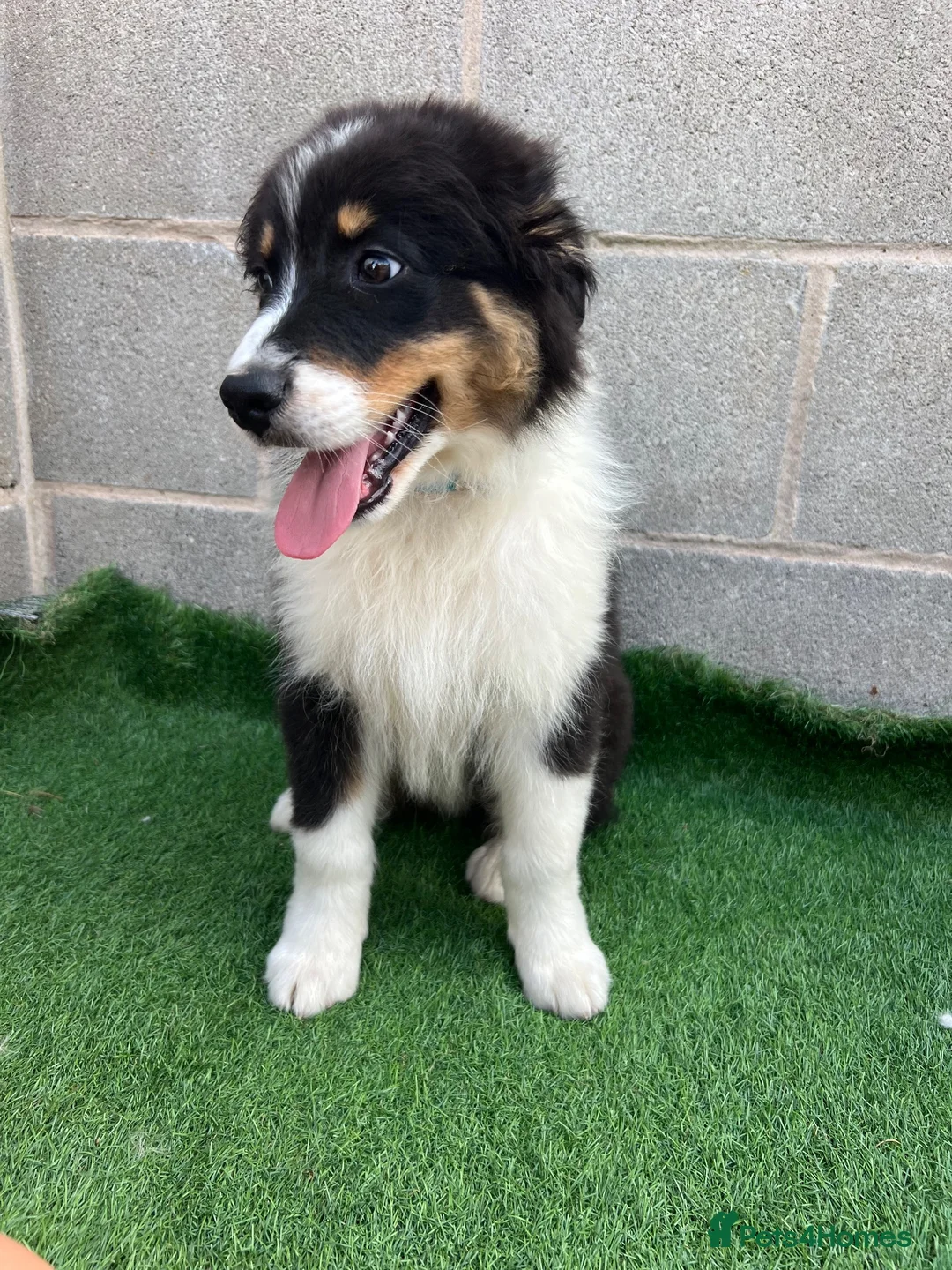 Australian Shepherd dogs for sale: Kc registered male Australian Shepherd Puppy - Advert 2