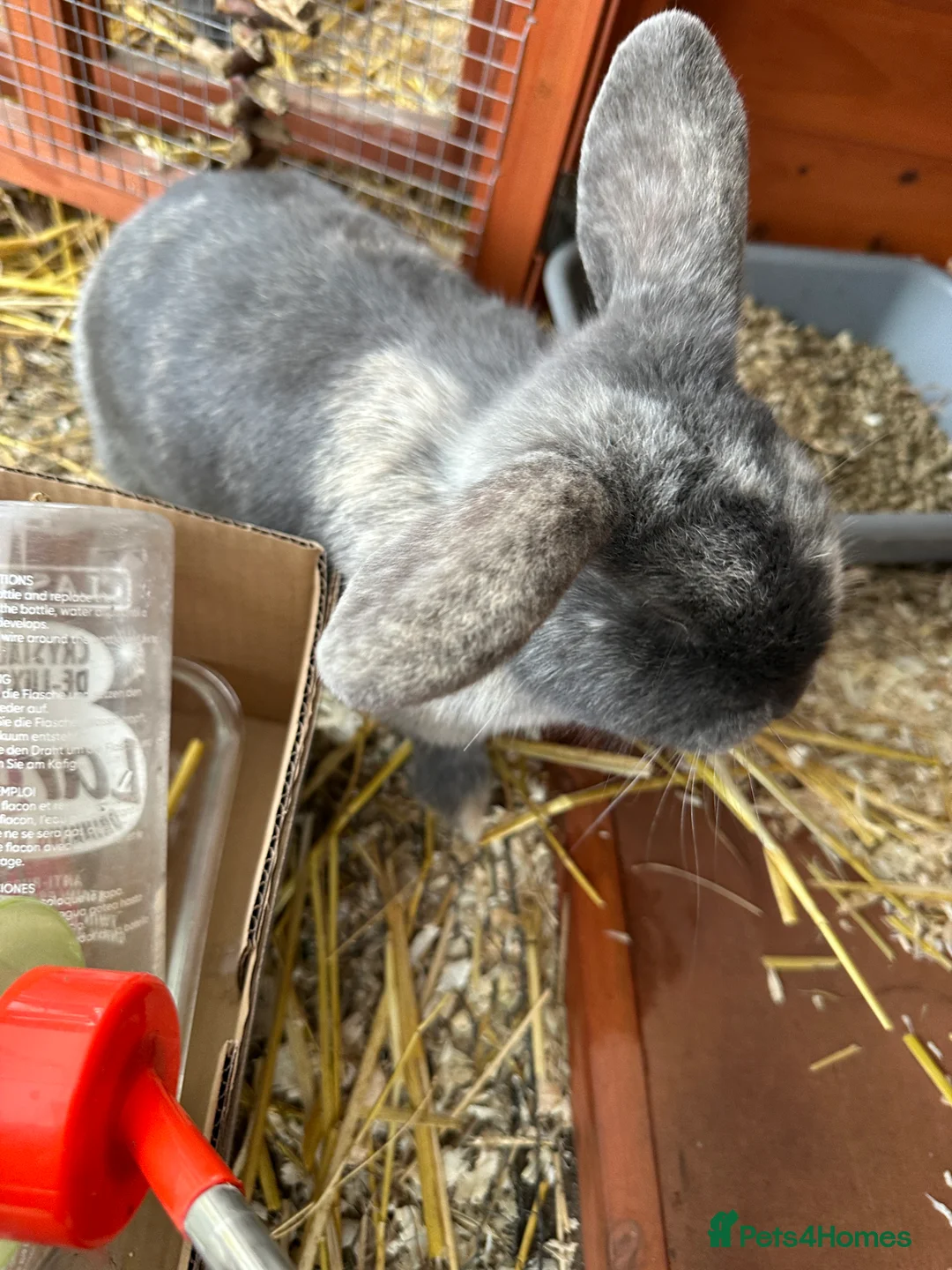 Mini Lop rabbits for sale: 2 female bonded mini lops for sale  - Advert 27