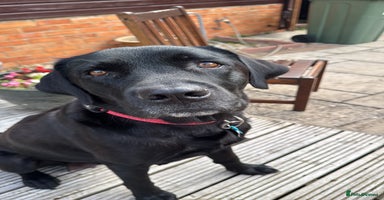 Labrador Retriever dogs - Advert 2