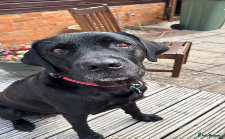 Labrador Retriever dogs - Advert 2