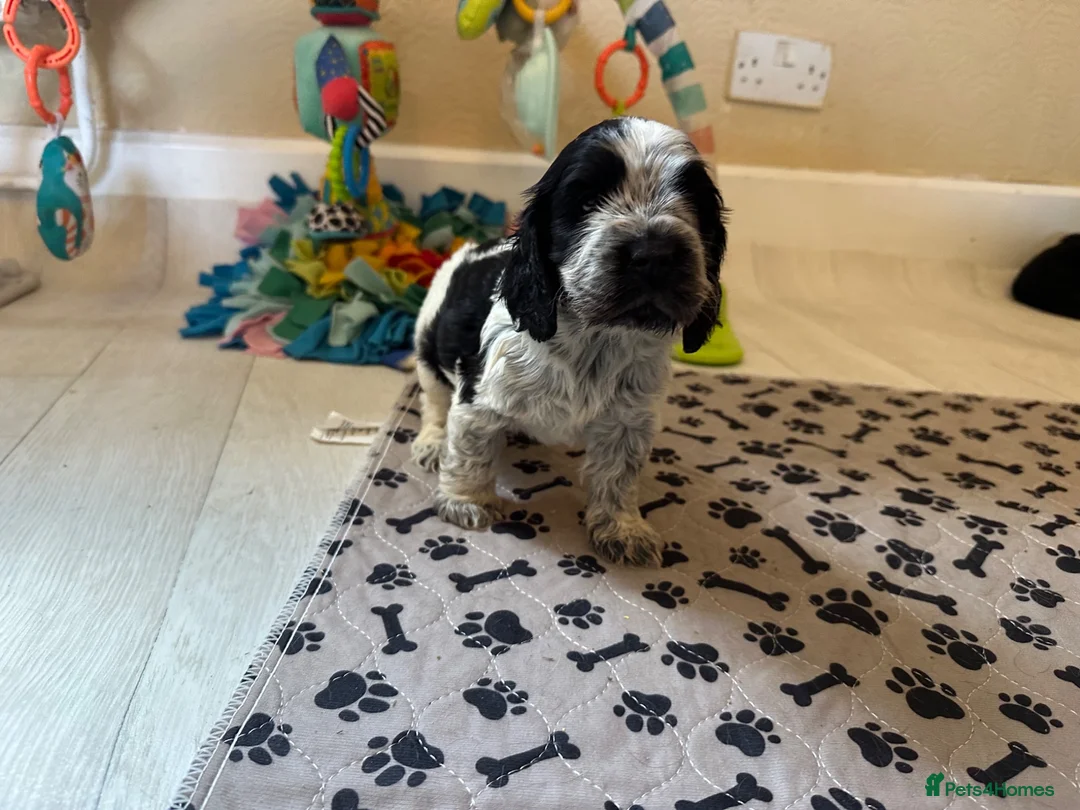 Cocker Spaniel dogs for sale: Rizi Bizi sired, Kc registered & health tested - Advert 1