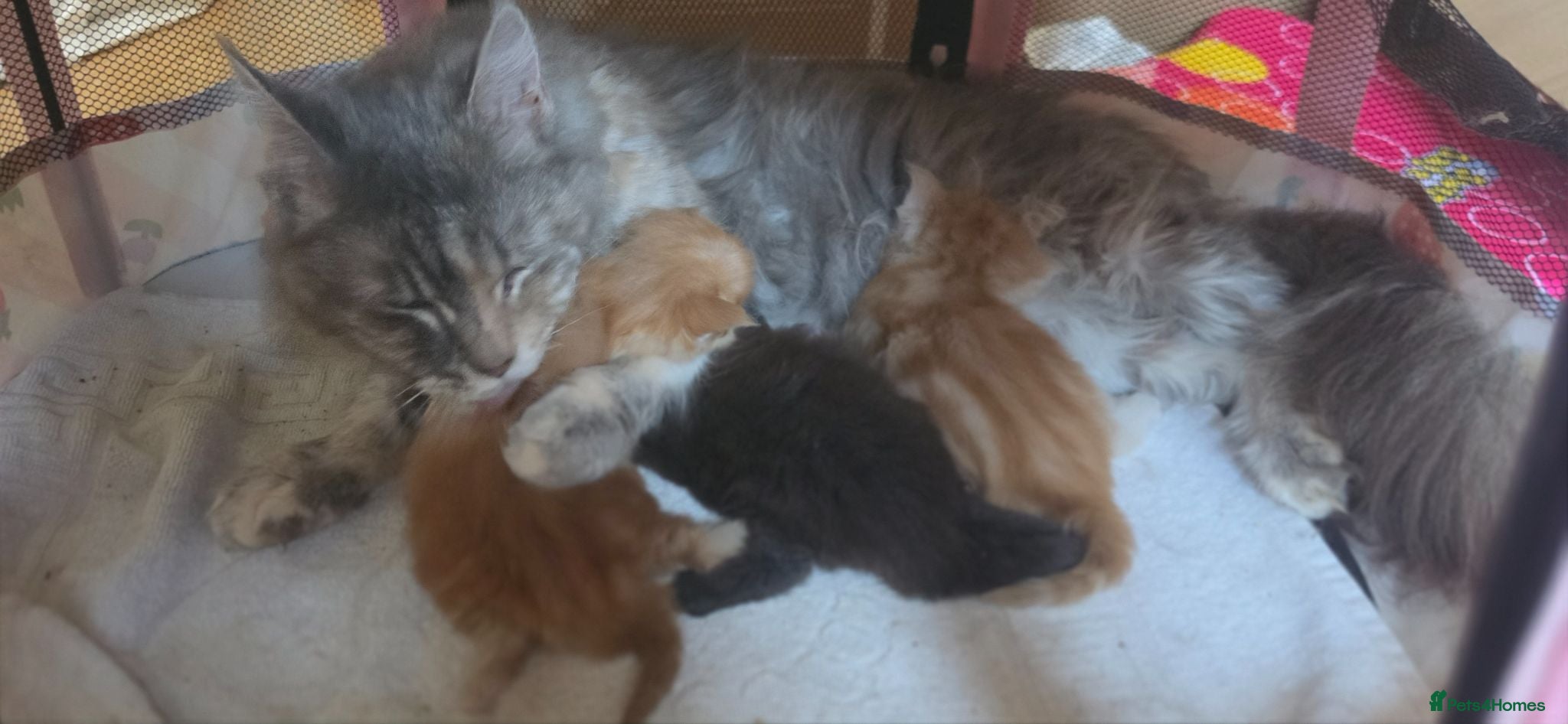 Maine Coon cats 3 Maine Coon Kittens Available  - Advert 11