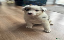 Australian Shepherd dogs for sale: 2 KC registered puppies remaining! Price drop  - Image 5