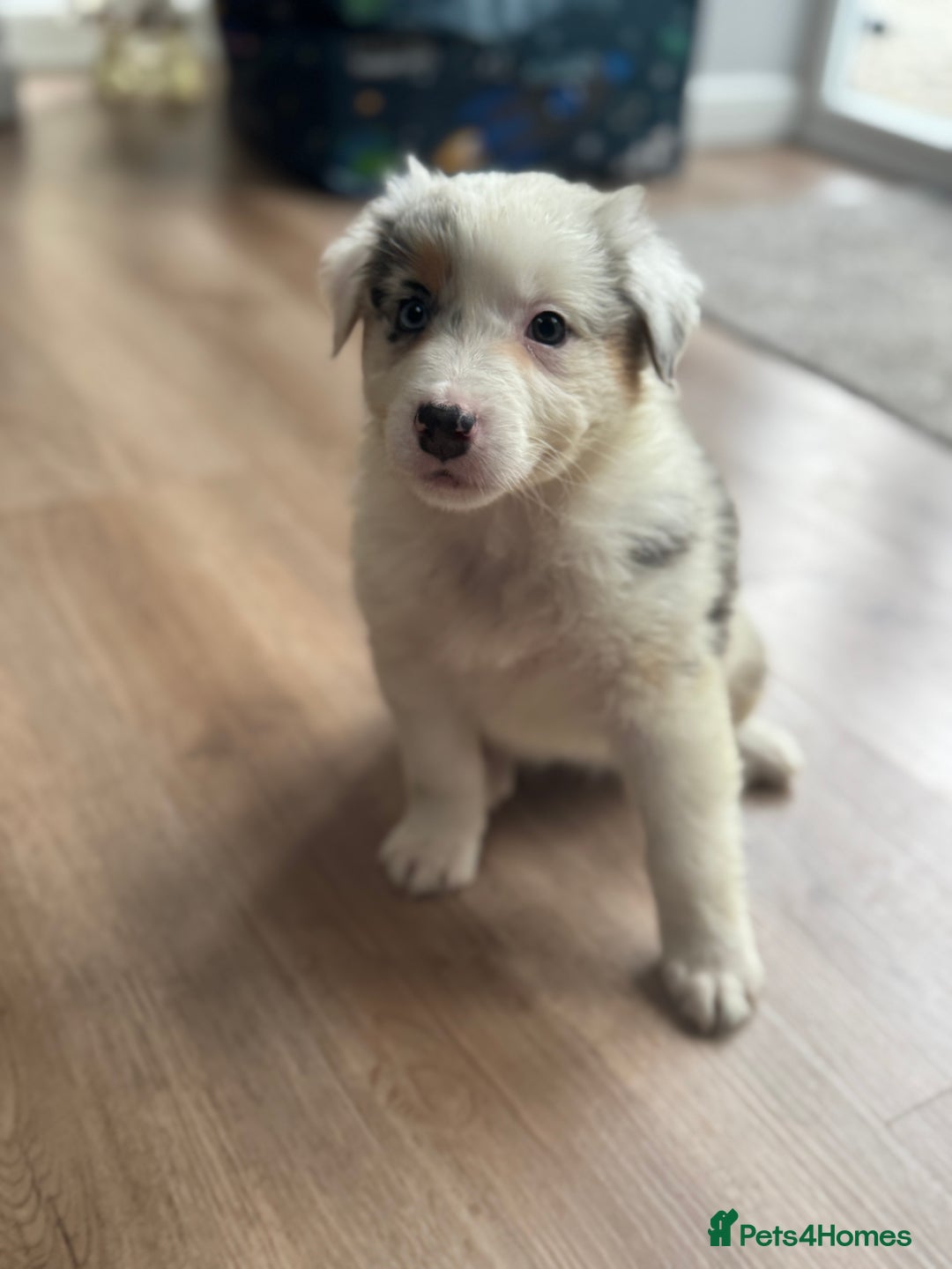 Australian Shepherd dogs for sale: 2 KC registered puppies remaining! Price drop  - Image 5