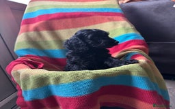 Cockapoo dogs for sale: Extensively health tested Cockapoo puppy’s  - Image 18