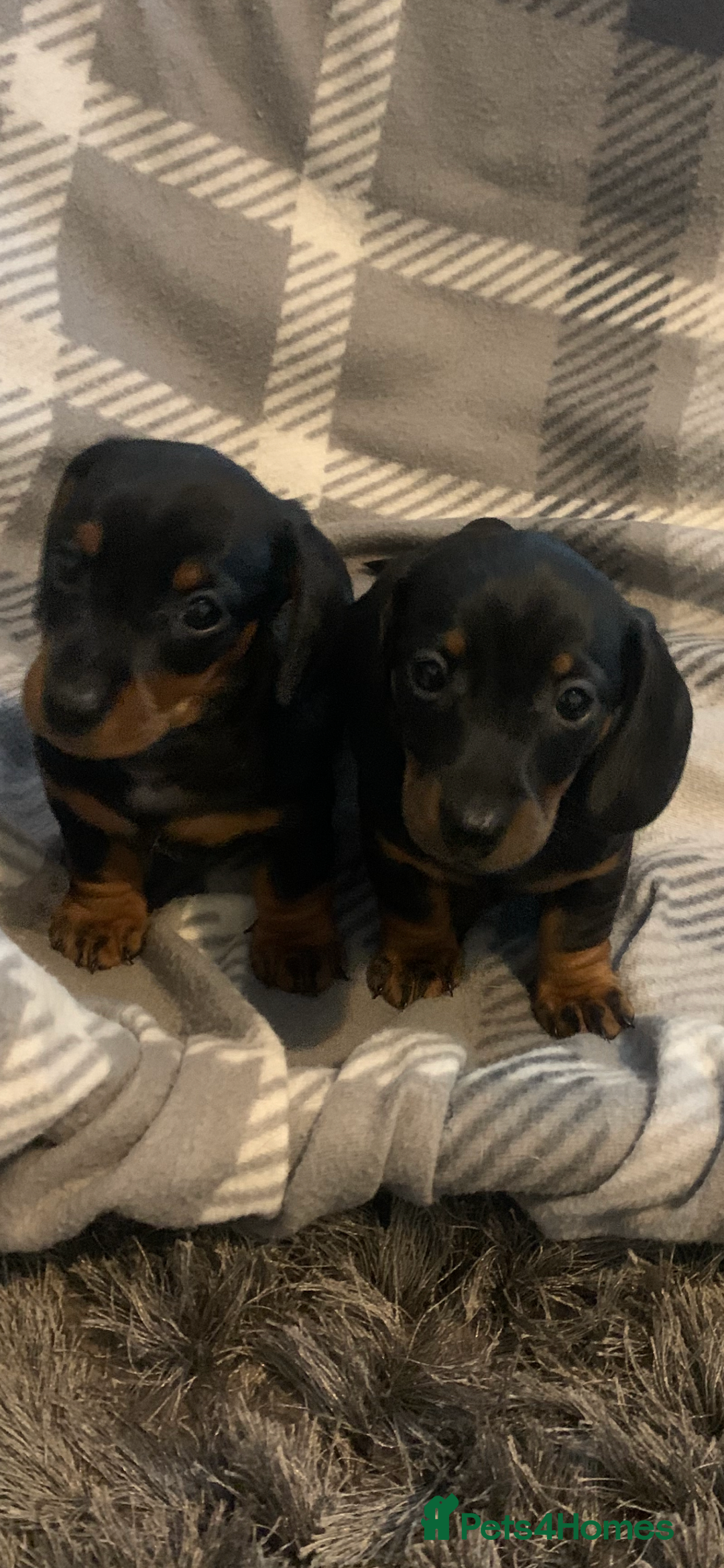 Dachshund dogs for sale: Daschund miniature  - Image 1