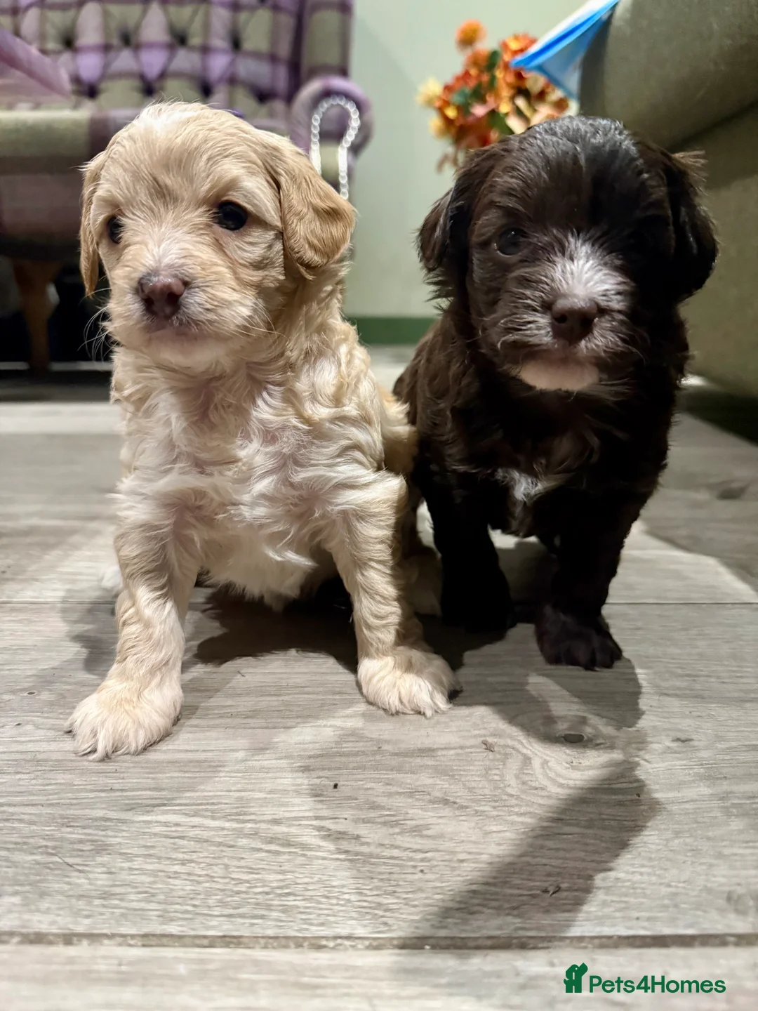 Cavapoo dogs for sale: Beautiful F1B Cavapoo puppies  - Advert 11