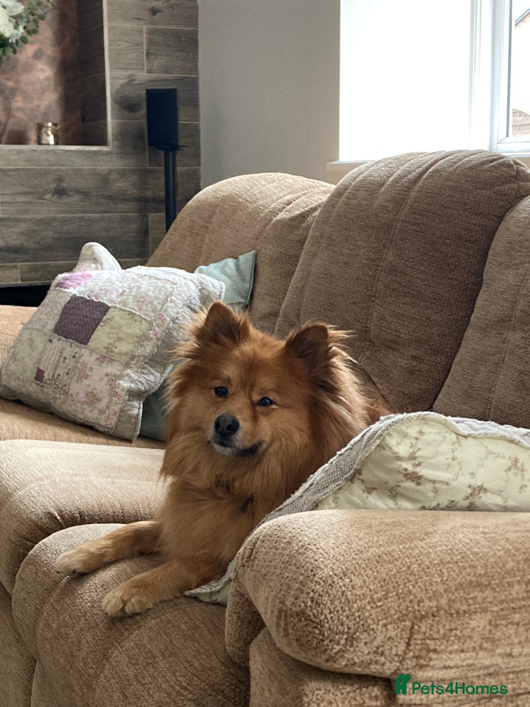 Mixed Breed dogs for sale: Playful 5-Year-Old Pomspitz Looking for a New Home - Image 3