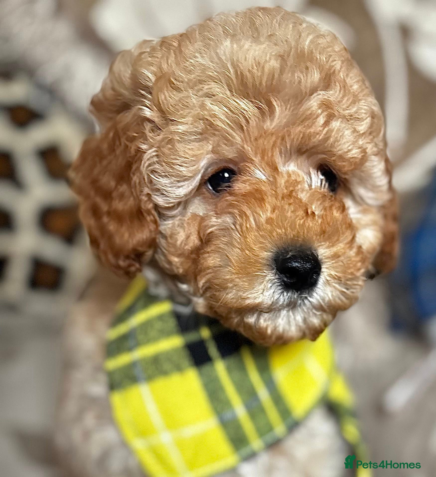 Cavapoo dogs Molly-Mae -Teddy Bear F1b Golden Girl Ready Now  - Advert 7