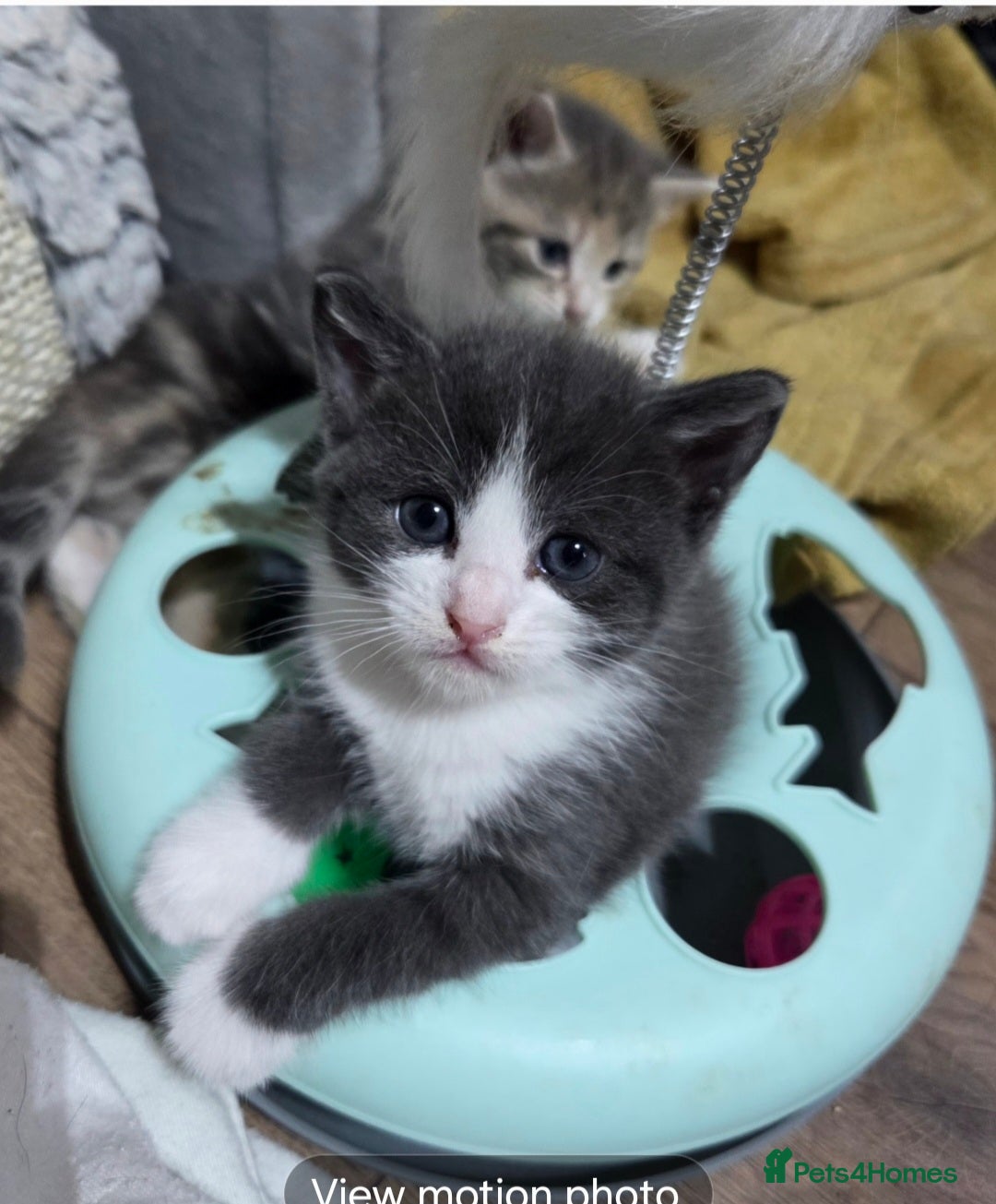 European cats for sale: Kittens ready now  - Image 8