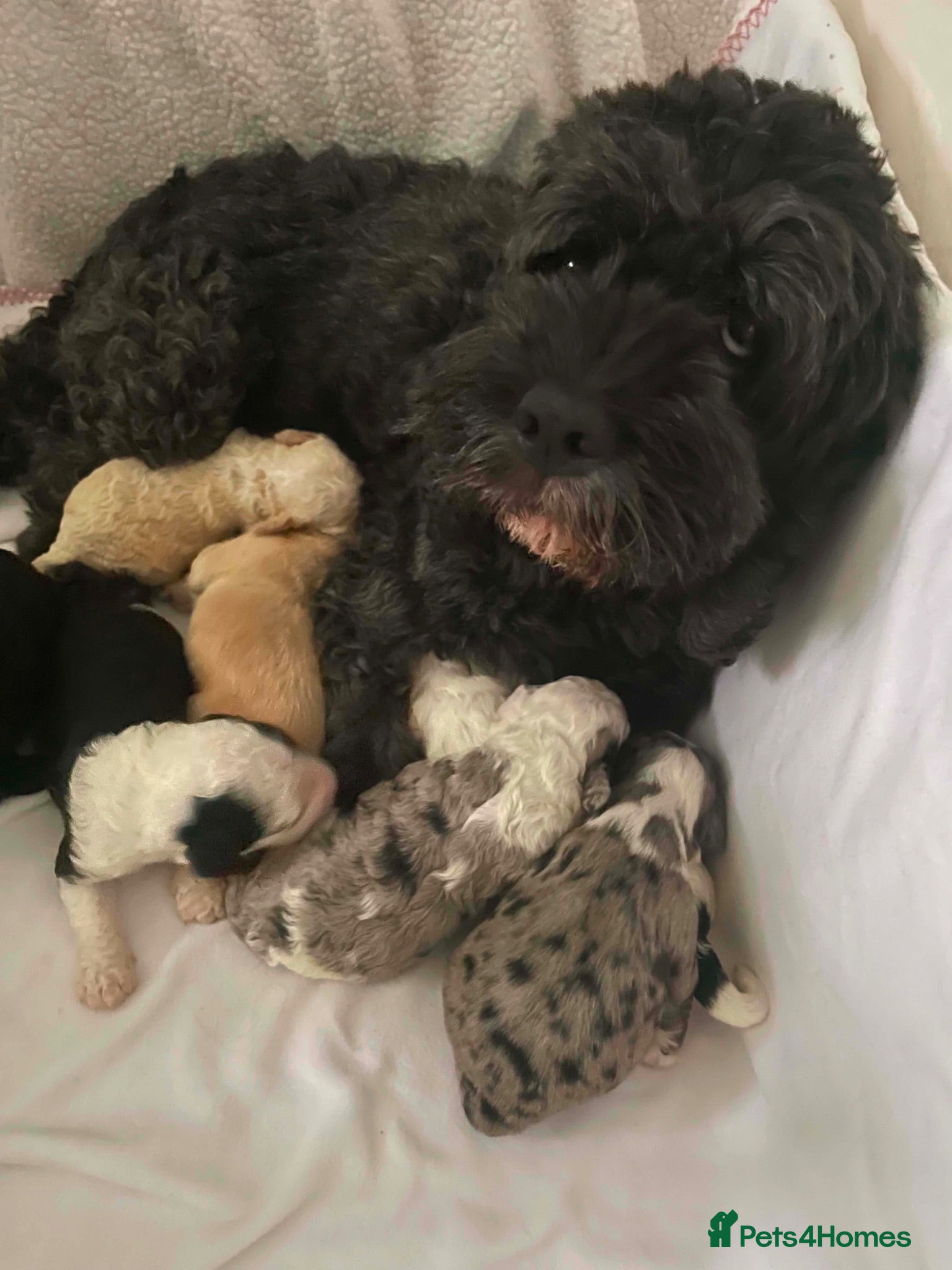 Sheepadoodle dogs Miniature Sheepadoodles - Advert 5