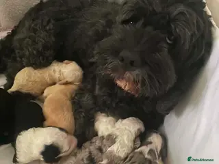 Sheepadoodle dogs Miniature Sheepadoodles - Advert 17