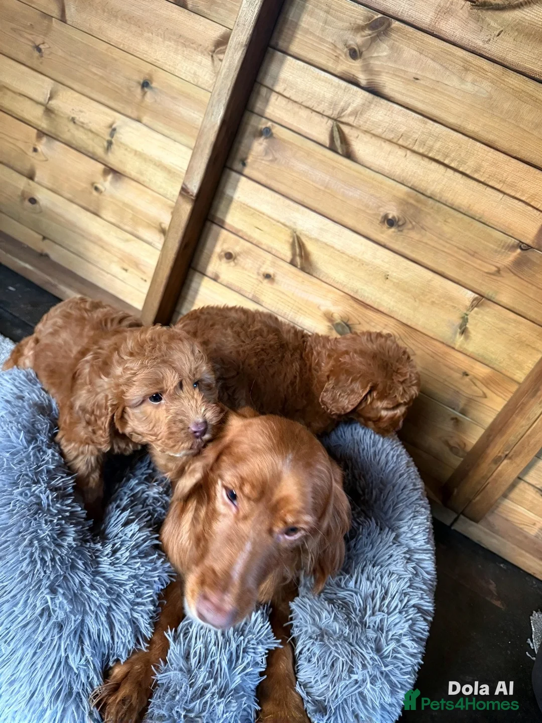 Cockapoo dogs for sale: Fox red cocapoos  - Advert 1
