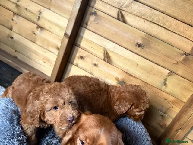 Cockapoo dogs for sale: Fox red cocapoos - Advert 1