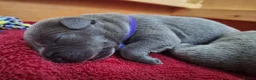 Staffordshire Bull Terrier dogs for sale: TOP QUALITY KC REG BLUE STAFFY! ONLY 1 GIRL LEFT! in Northolt - Advert 11