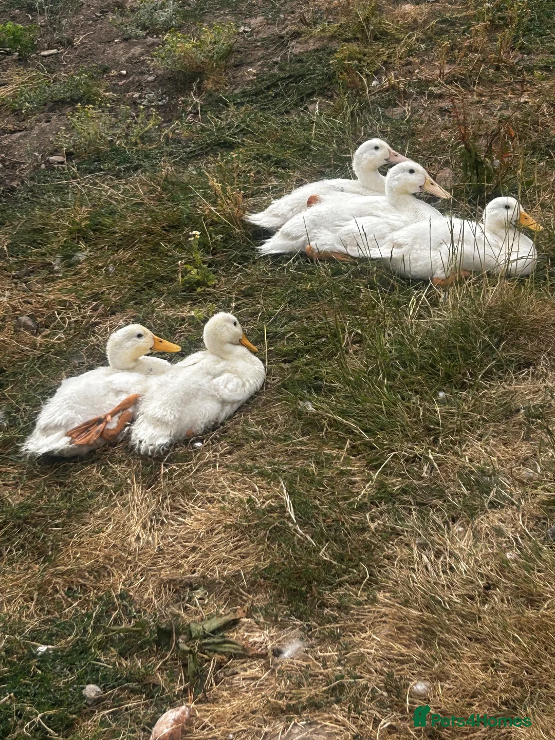 Ducks poultry for sale: Cherry Valley Ducks For Sale in Bridgnorth - Advert 2