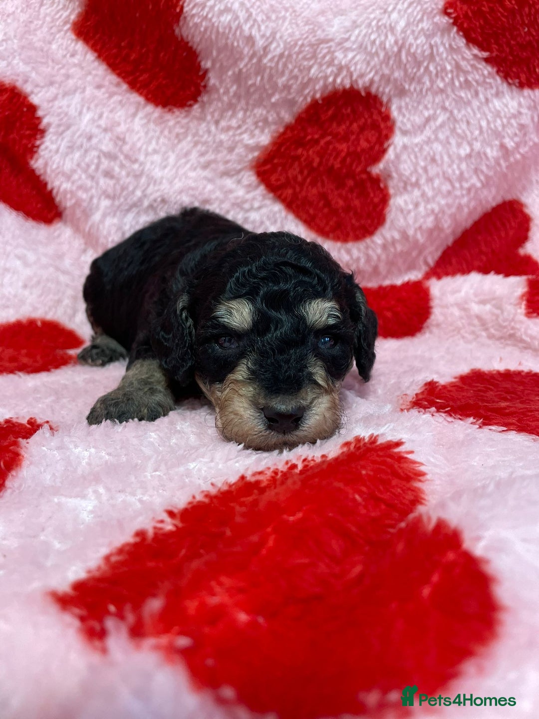 Cavapoo dogs for sale: Beautiful cavapoo puppies - Advert 9