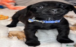 Mixed Breed dogs for sale: Cairndors - Image 7