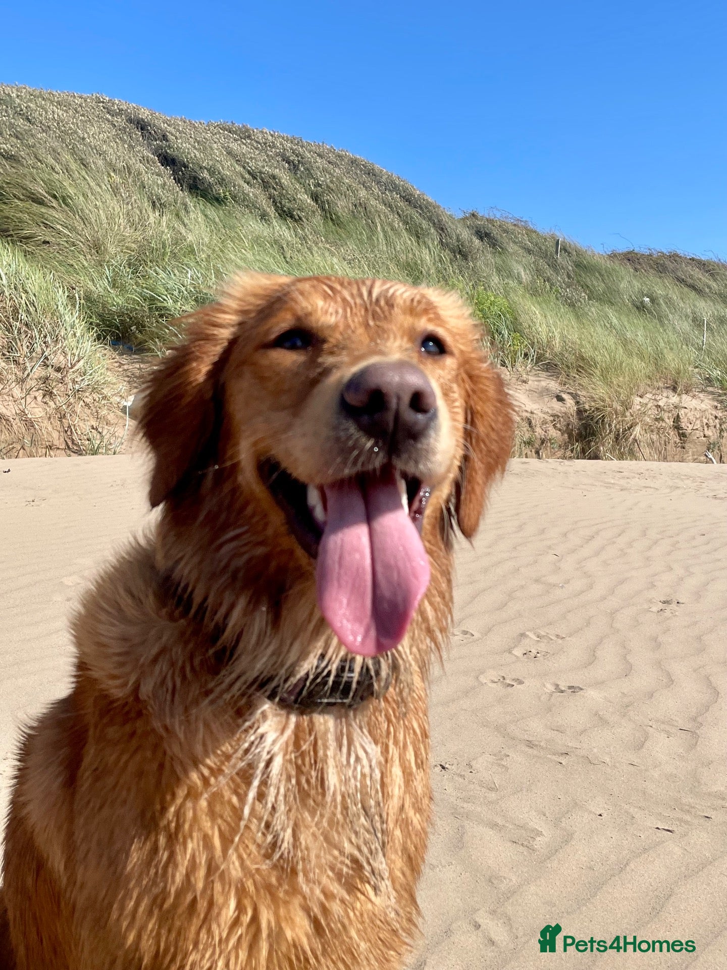 Golden Retriever dogs 🐾 Golden Retriever Puppies Due Any Day 🐾 - Advert 18
