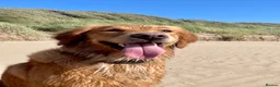 Golden Retriever dogs for sale: 🐾 Golden Retriever Puppies Due Any Day 🐾 in Hull - Advert 1