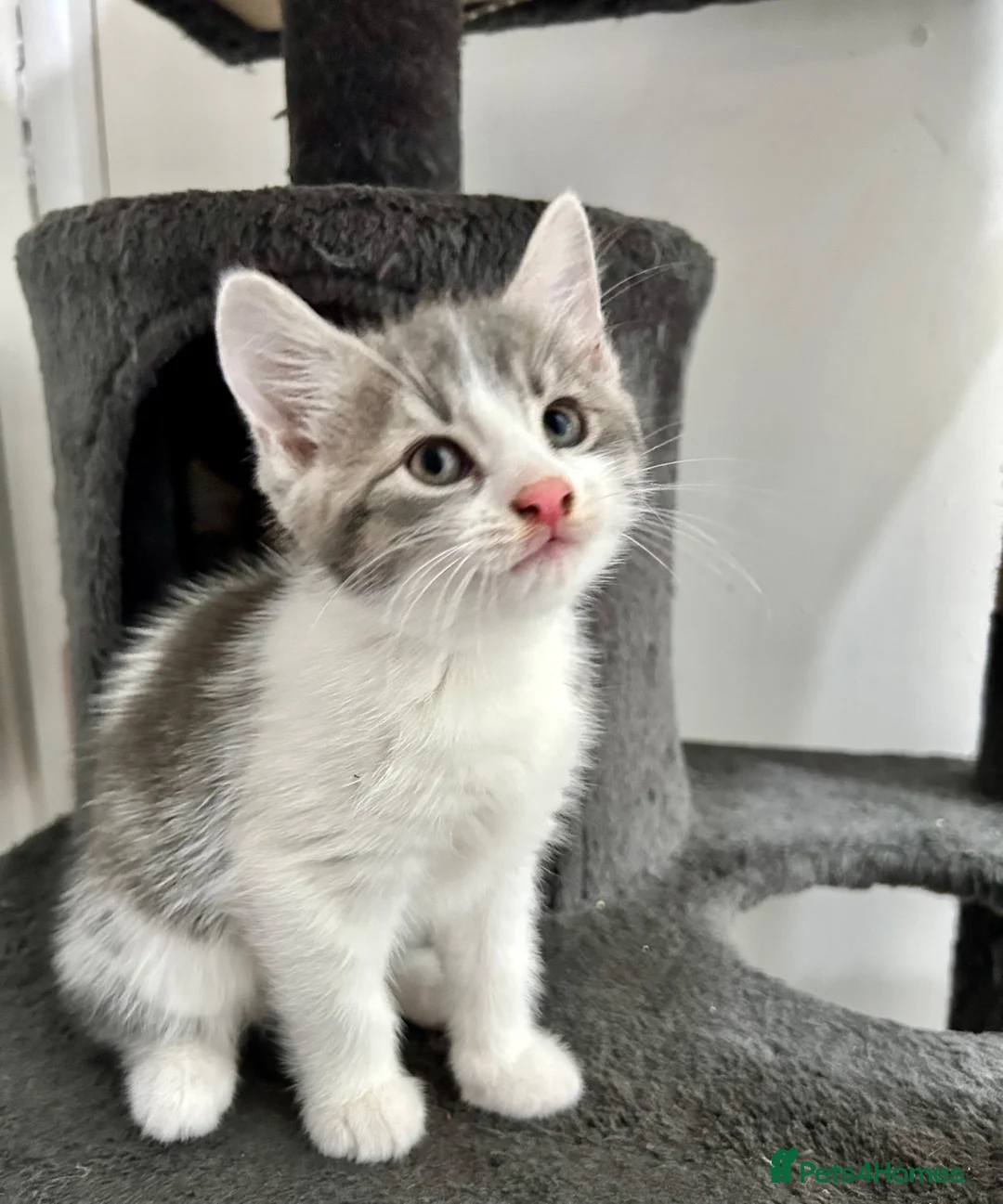 Mixed Breed cats for sale: Female kitten for sale in Leeds - Advert 1