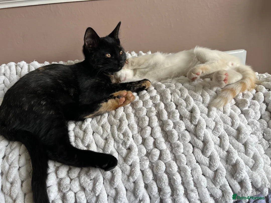 Ragdoll cats for sale: Gorgeous Ragdoll Kittens - Advert 2